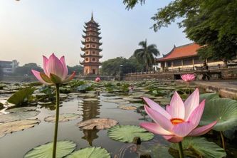 Bí Ẩn Đằng Sau Ý Nghĩa Hoa Sen Trong Văn Hóa Việt Nam