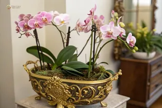 Bí Mật Đằng Sau Món Quà Hoa Lan Mạ Vàng Khiến Giới Thượng Lưu Phát Cuồng
