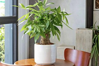 5 Lỗi Trưng Bày Cây Kim Ngân Mạ Vàng Khiến Tài Lộc Tiêu Tan