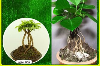Tiết Lộ: 4 Con Giáp Trồng Cây Kim Ngân Sẽ Thu Hút Tài Lộc Liên Tục Vào Nhà